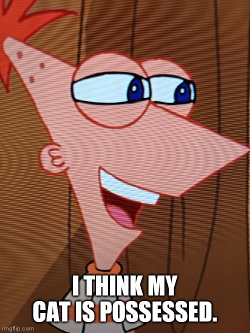 Peepin' Phineas | I THINK MY CAT IS POSSESSED. | image tagged in peepin' phineas | made w/ Imgflip meme maker
