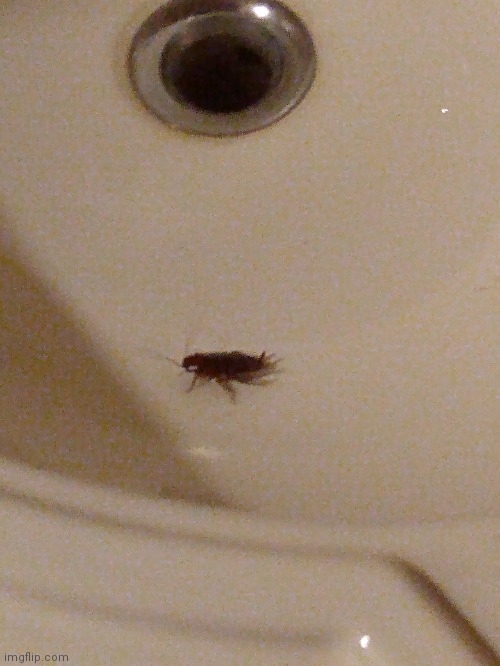 This lil bitch jumped on my sisters finger when she was washing her hand just now | made w/ Imgflip meme maker