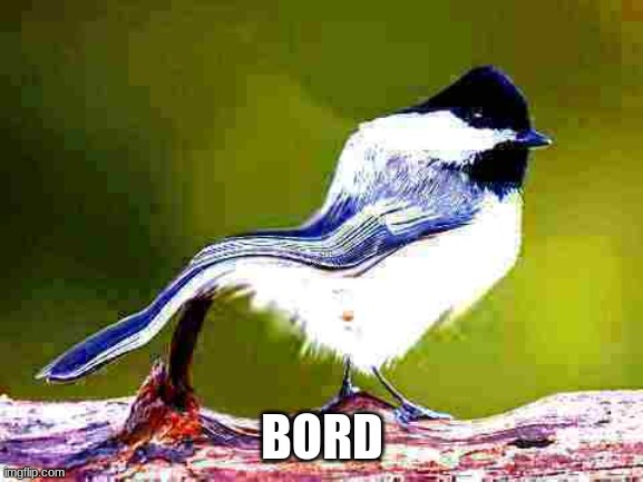 Bord part 1 | BORD | image tagged in berd,bord,biird | made w/ Imgflip meme maker