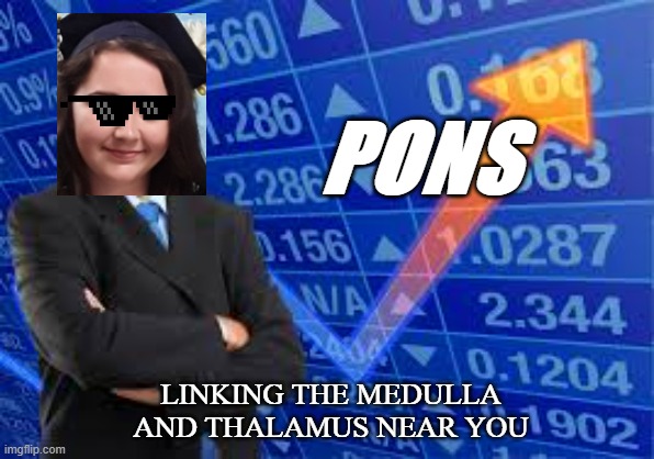 PONS; LINKING THE MEDULLA AND THALAMUS NEAR YOU | image tagged in psychology | made w/ Imgflip meme maker