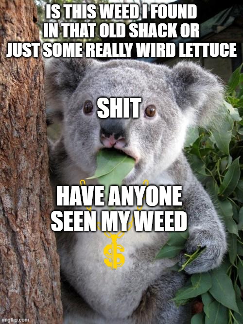 Surprised Koala Meme | IS THIS WEED I FOUND IN THAT OLD SHACK OR JUST SOME REALLY WIRD LETTUCE; SHIT; HAVE ANYONE SEEN MY WEED | image tagged in memes,surprised koala | made w/ Imgflip meme maker