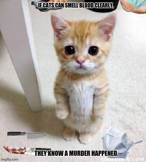 Cute Cat | IF CATS CAN SMELL BLOOD CLEARLY, THEY KNOW A MURDER HAPPENED. | image tagged in memes,cute cat,scenery | made w/ Imgflip meme maker