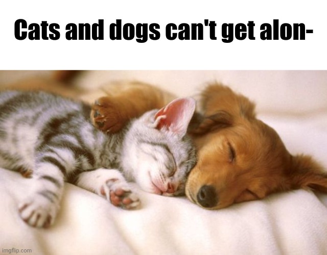 Not All Cats And Dogs Are Like This | Cats and dogs can't get alon- | image tagged in blank white template | made w/ Imgflip meme maker