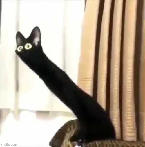 Long Neck Cat | image tagged in long neck cat | made w/ Imgflip meme maker