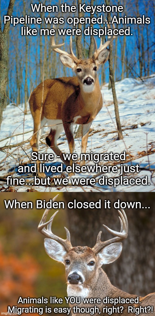 Shoe is on the other hoof now | When the Keystone Pipeline was opened...Animals like me were displaced. Sure - we migrated and lived elsewhere just fine...but we were displaced. When Biden closed it down... Animals like YOU were displaced.  Migrating is easy though, right?  Right?! | image tagged in migrants,pipeline,political meme | made w/ Imgflip meme maker