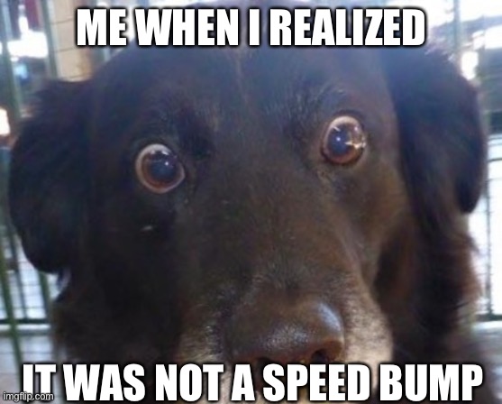 Oh no | ME WHEN I REALIZED; IT WAS NOT A SPEED BUMP | image tagged in realizing dog | made w/ Imgflip meme maker