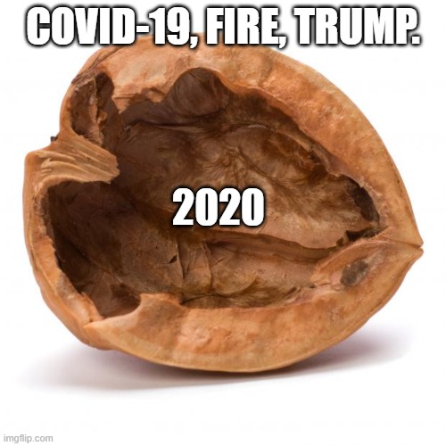 2020 in a nutshell | COVID-19, FIRE, TRUMP. 2020 | image tagged in nutshell,2020 sucks | made w/ Imgflip meme maker