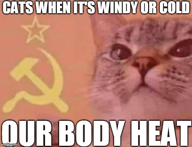Communist cat |  CATS WHEN IT'S WINDY OR COLD; OUR BODY HEAT | image tagged in communist cat | made w/ Imgflip meme maker