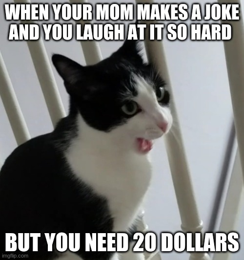 POG CAT | WHEN YOUR MOM MAKES A JOKE AND YOU LAUGH AT IT SO HARD; BUT YOU NEED 20 DOLLARS | image tagged in pog cat | made w/ Imgflip meme maker