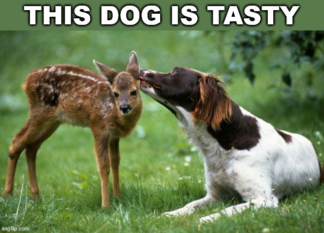 THIS DOG IS TASTY | image tagged in dogs | made w/ Imgflip meme maker