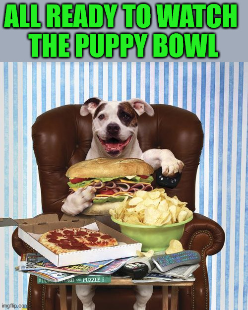 ALL READY TO WATCH 
THE PUPPY BOWL | image tagged in dogs | made w/ Imgflip meme maker