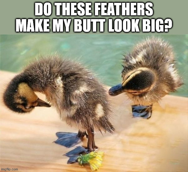 DO THESE FEATHERS MAKE MY BUTT LOOK BIG? | image tagged in ducks | made w/ Imgflip meme maker