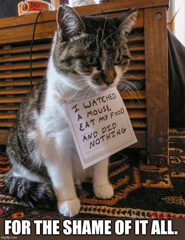 FOR THE SHAME OF IT ALL. | image tagged in cats | made w/ Imgflip meme maker