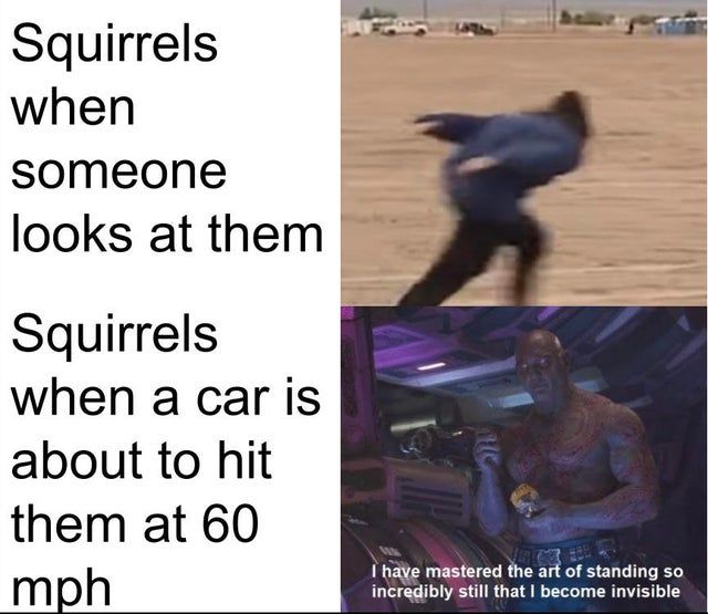 High Quality Squirrels Are Scaredy-Cats Blank Meme Template