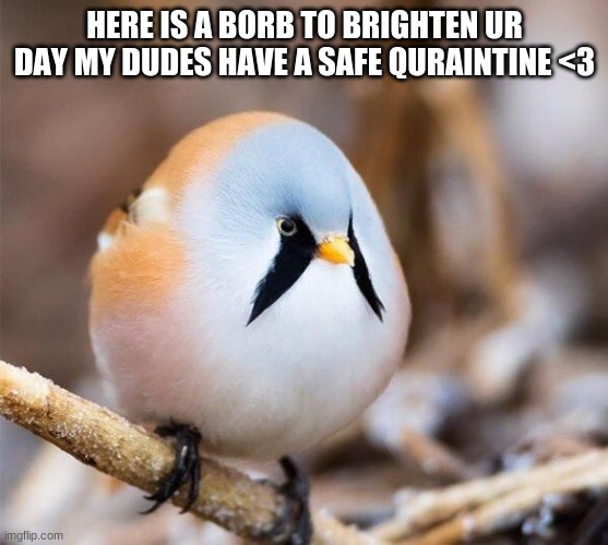 wholesome borb boi |  HERE IS A BORB TO BRIGHTEN UR DAY MY DUDES HAVE A SAFE QURAINTINE <3 | image tagged in borb | made w/ Imgflip meme maker