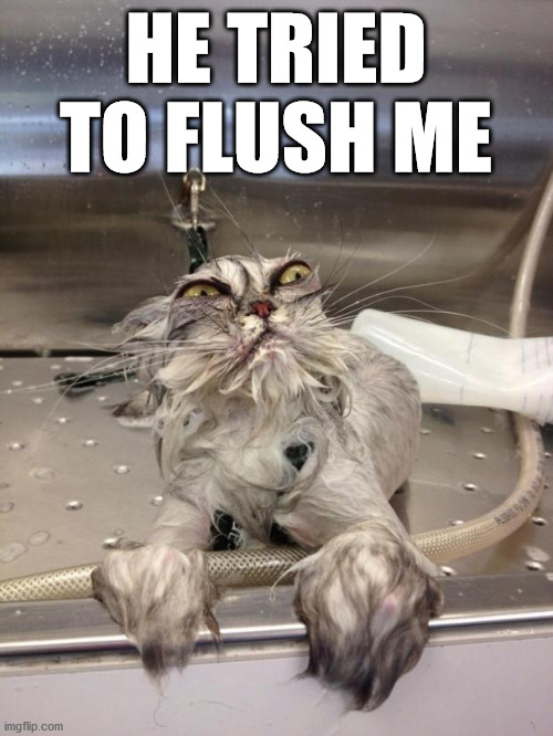 Angry Wet Cat | HE TRIED TO FLUSH ME | image tagged in angry wet cat | made w/ Imgflip meme maker