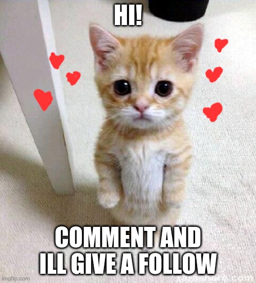 Cute Cat Meme | HI! COMMENT AND ILL GIVE A FOLLOW | image tagged in memes,cute cat | made w/ Imgflip meme maker