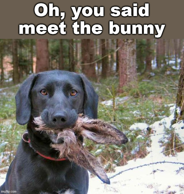Oh, you said meet the bunny | image tagged in dark humor | made w/ Imgflip meme maker