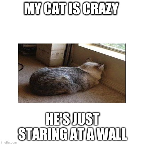 Blank Transparent Square | MY CAT IS CRAZY; HE'S JUST STARING AT A WALL | image tagged in memes,blank transparent square | made w/ Imgflip meme maker
