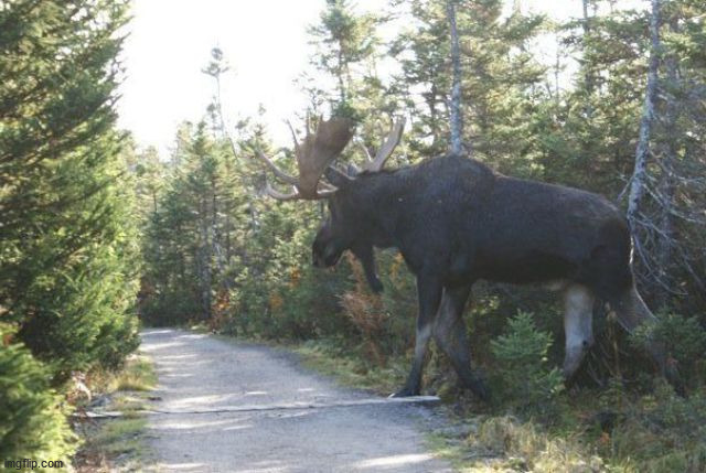 Moose | image tagged in moose | made w/ Imgflip meme maker