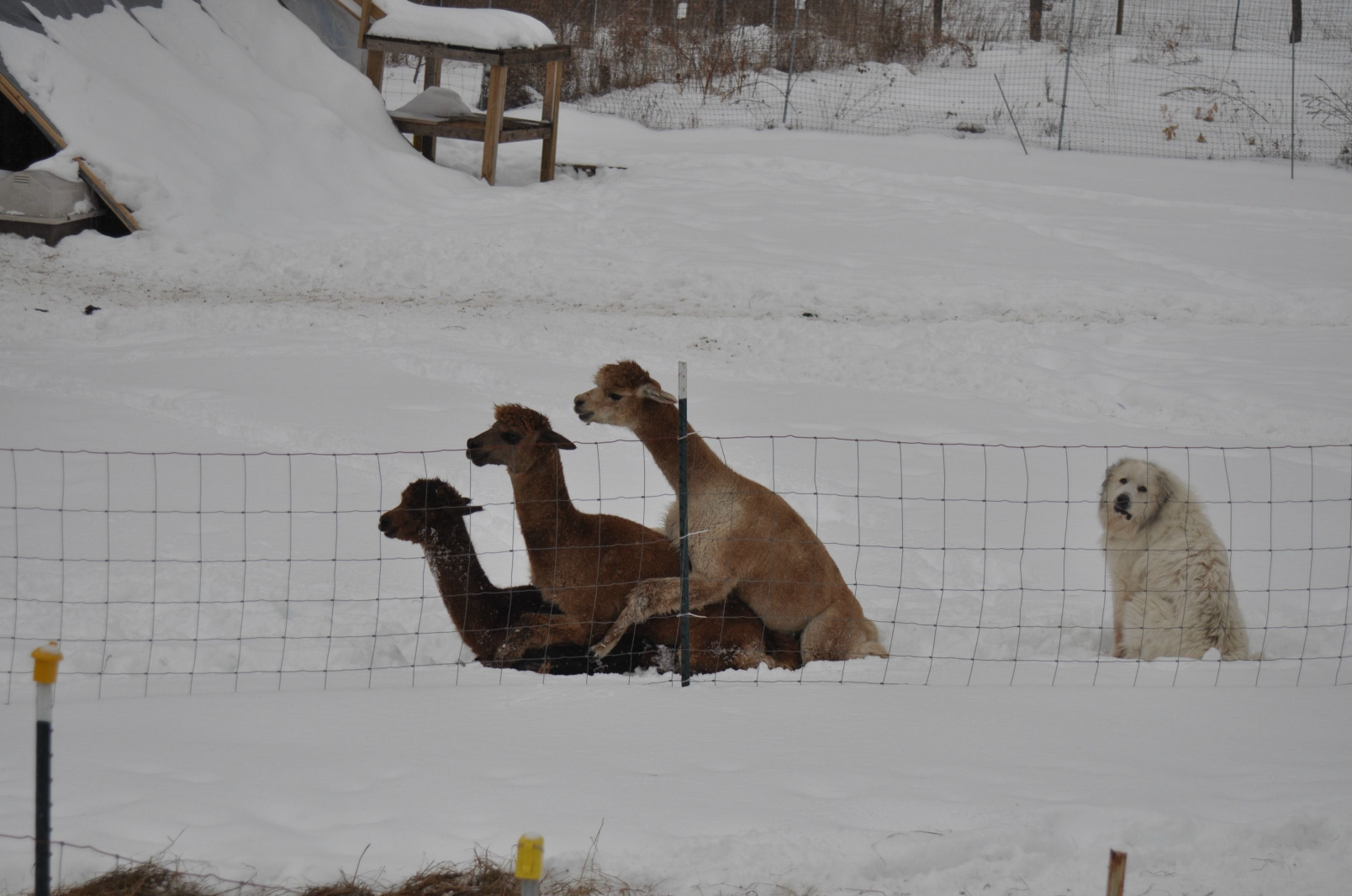 only dog at a llama orgy Blank Meme Template
