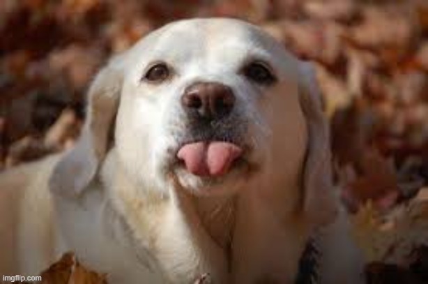 Dog Sticking Tongue Out | image tagged in dog sticking tongue out | made w/ Imgflip meme maker