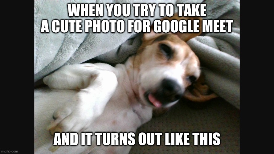 I have seen this in many meets and zooms | WHEN YOU TRY TO TAKE A CUTE PHOTO FOR GOOGLE MEET; AND IT TURNS OUT LIKE THIS | image tagged in zoom,dogs | made w/ Imgflip meme maker