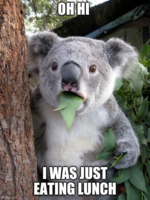 Surprised Koala | OH HI; I WAS JUST EATING LUNCH | image tagged in memes,surprised koala | made w/ Imgflip meme maker