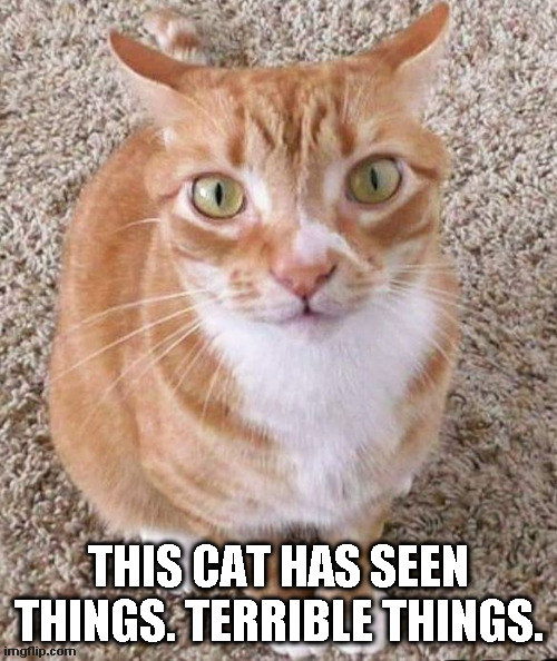 cats | THIS CAT HAS SEEN THINGS. TERRIBLE THINGS. | image tagged in ptsd | made w/ Imgflip meme maker