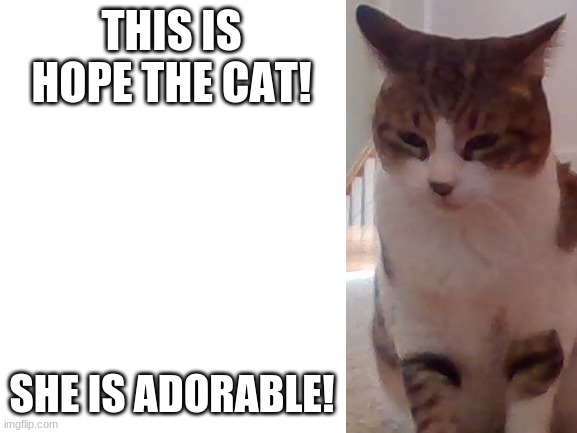 My Cat Hope! | THIS IS HOPE THE CAT! SHE IS ADORABLE! | image tagged in blank white template | made w/ Imgflip meme maker