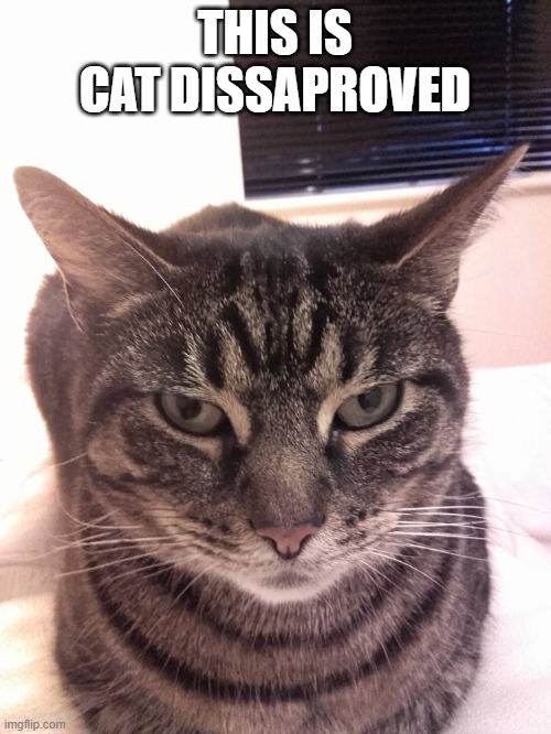 cat dissaproved | THIS IS CAT DISSAPROVED | image tagged in cat dissaproved | made w/ Imgflip meme maker