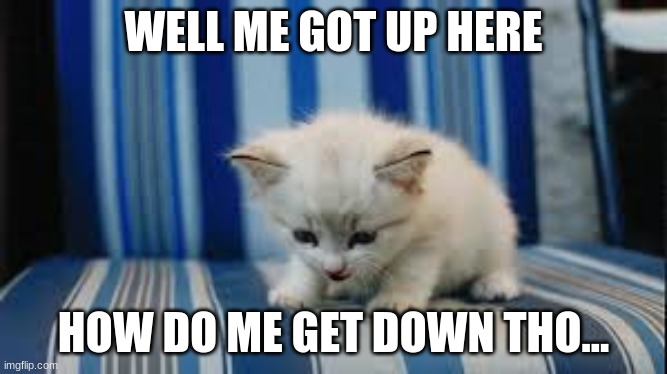 Help meow | WELL ME GOT UP HERE; HOW DO ME GET DOWN THO... | image tagged in kitty cat,help me,cat | made w/ Imgflip meme maker