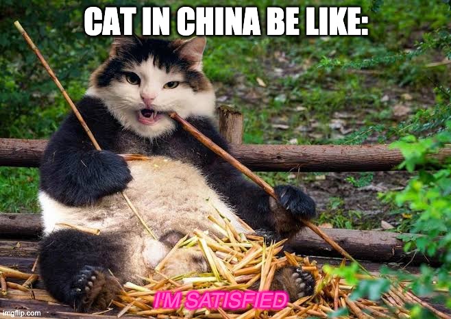 Cats in China be like... | CAT IN CHINA BE LIKE:; I'M SATISFIED | image tagged in cat,chinese,bamboozled | made w/ Imgflip meme maker