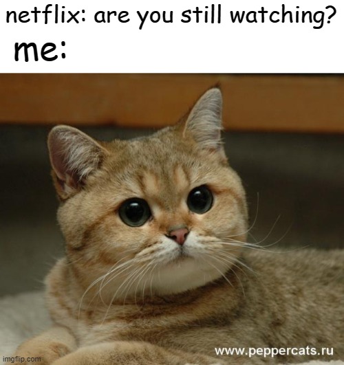 Stare cat | netflix: are you still watching? me: | image tagged in stare cat,memes,gifs,pie charts,ha ha tags go brr | made w/ Imgflip meme maker