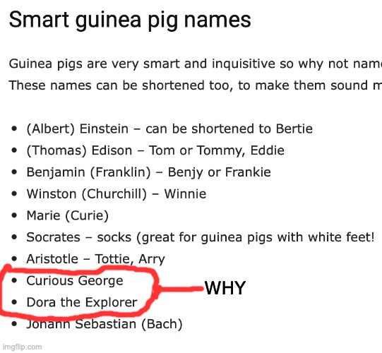WHY | WHY | image tagged in guinea pig,weird,dora the explorer,curious george | made w/ Imgflip meme maker