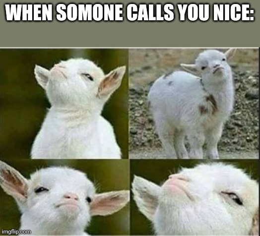 WHEN SOMONE CALLS YOU NICE: | image tagged in proud goat,goat,that one complement | made w/ Imgflip meme maker