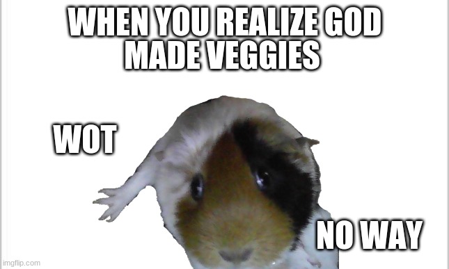 noice |  WHEN YOU REALIZE GOD; MADE VEGGIES; WOT; NO WAY | image tagged in guinea pig,religious,veggies | made w/ Imgflip meme maker