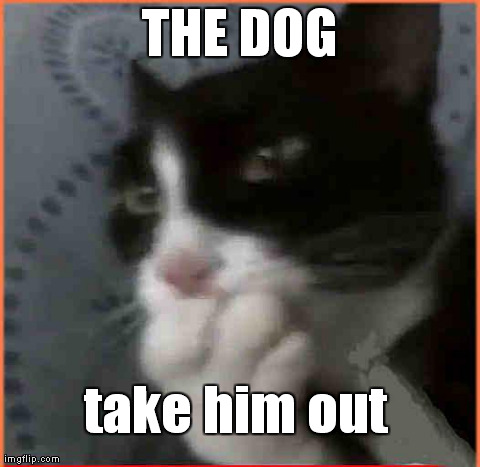 THE DOG take him out | image tagged in plotting cat,AdviceAnimals | made w/ Imgflip meme maker