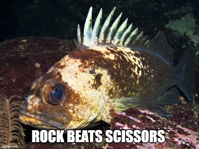 Rock destroy Scissors | ROCK BEATS SCISSORS | image tagged in rock fish,rock paper scissors | made w/ Imgflip meme maker