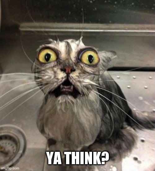 Astonished Wet Cat | YA THINK? | image tagged in astonished wet cat | made w/ Imgflip meme maker