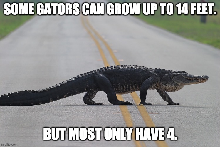 Feet | SOME GATORS CAN GROW UP TO 14 FEET. BUT MOST ONLY HAVE 4. | image tagged in gator crossing road | made w/ Imgflip meme maker