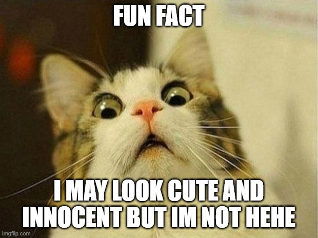 most of you know this already- | FUN FACT; I MAY LOOK CUTE AND INNOCENT BUT IM NOT HEHE | image tagged in memes,scared cat | made w/ Imgflip meme maker