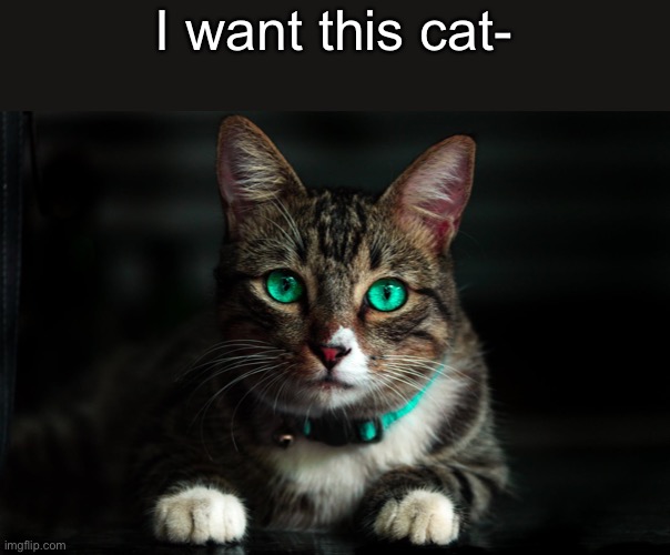 I want this cat- | made w/ Imgflip meme maker
