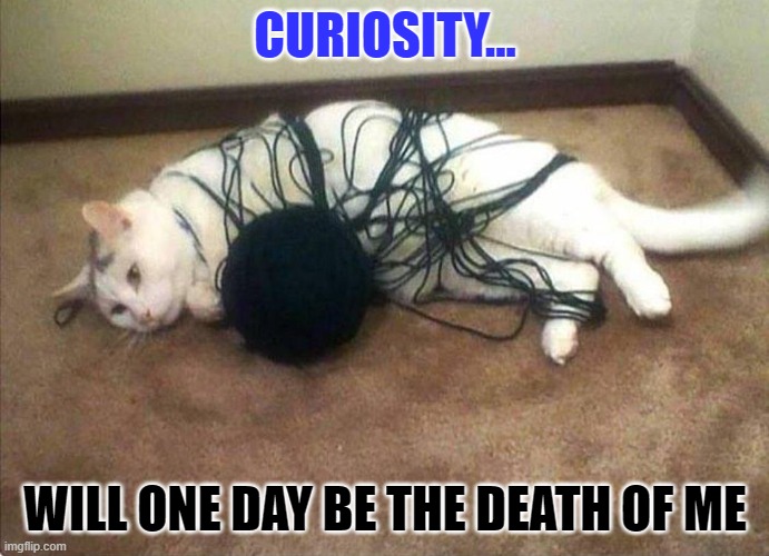 CURIOSITY KILLED THE CAT | CURIOSITY... WILL ONE DAY BE THE DEATH OF ME | image tagged in curiosity,cat,cats,death,yarn,trouble | made w/ Imgflip meme maker