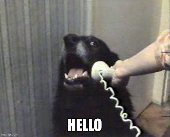 hello this is dog | HELLO | image tagged in hello this is dog | made w/ Imgflip meme maker