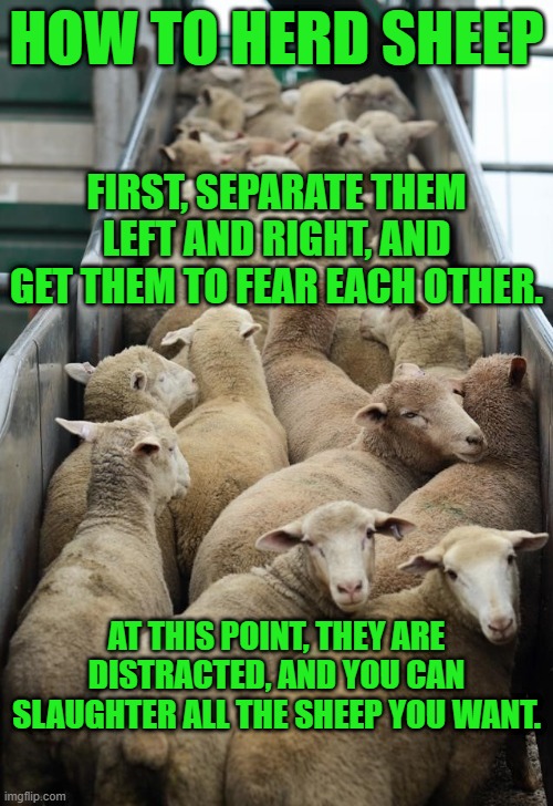 Led To The Slaughter | HOW TO HERD SHEEP; FIRST, SEPARATE THEM LEFT AND RIGHT, AND GET THEM TO FEAR EACH OTHER. AT THIS POINT, THEY ARE DISTRACTED, AND YOU CAN SLAUGHTER ALL THE SHEEP YOU WANT. | image tagged in stupid sheep | made w/ Imgflip meme maker