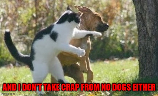 Kitty makes a move... | AND I DON'T TAKE CRAP FROM NO DOGS EITHER | image tagged in cats,badass,cats vs dogs | made w/ Imgflip meme maker
