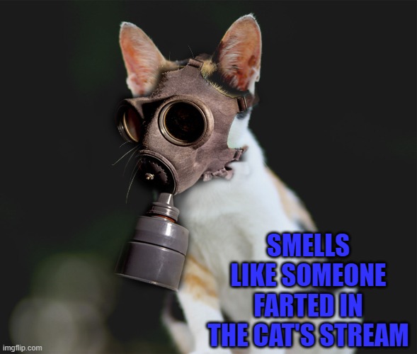 Somebody made a smelly... | SMELLS LIKE SOMEONE FARTED IN THE CAT'S STREAM | image tagged in cats,farts,animals | made w/ Imgflip meme maker