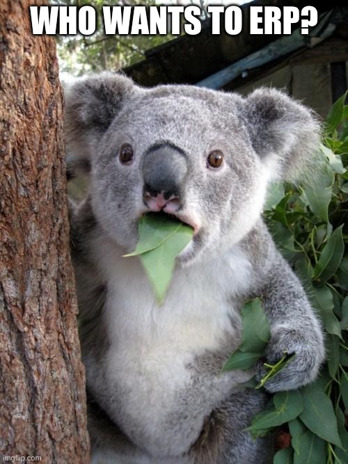 Surprised Koala | WHO WANTS TO ERP? | image tagged in memes,surprised koala | made w/ Imgflip meme maker