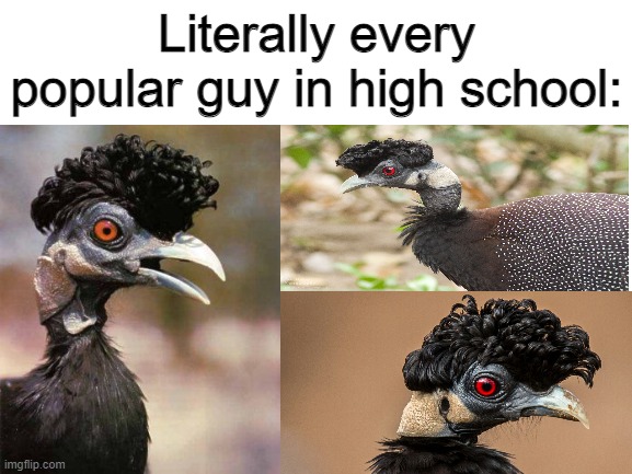 Why tho it looks ugly | Literally every popular guy in high school: | image tagged in blank white template,high school,bird | made w/ Imgflip meme maker